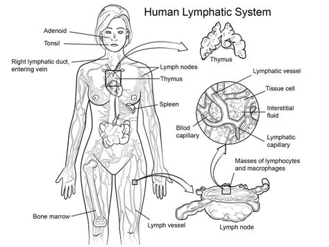 Human Lymphatic System Coloring Page Coloringonly Com Lymphatic System Coloring Page - Lymphatic System Coloring Page