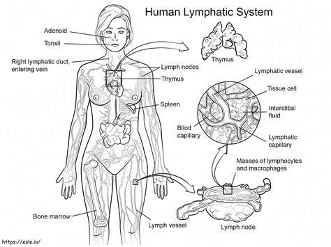 Human Lymphatic System Coloring Page Esle Io Lymphatic System Coloring Page - Lymphatic System Coloring Page