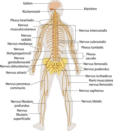 Human Nervous System Structure Function Amp Parts Byju Nervous System For 5th Grade - Nervous System For 5th Grade