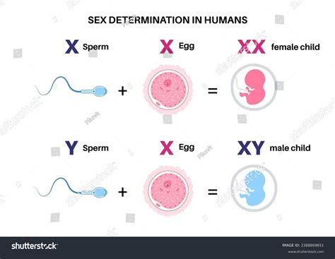 Human Offspring