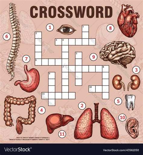 Human Organs Free Crossword Puzzle Worksheets Happi Papi Human Organs Worksheet - Human Organs Worksheet