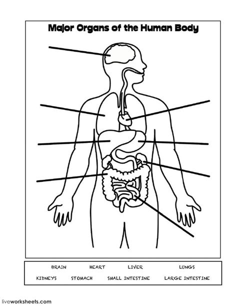 Human Organs Worksheet   Organ Systems Of The Human Body Worksheets - Human Organs Worksheet