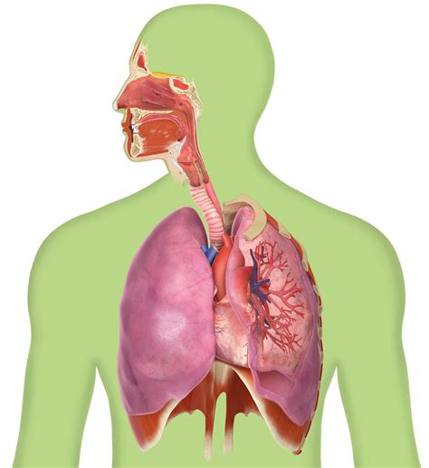 Human Respiratory System The Breathing System Parts Functions Respiratory System Worksheet Middle School - Respiratory System Worksheet Middle School