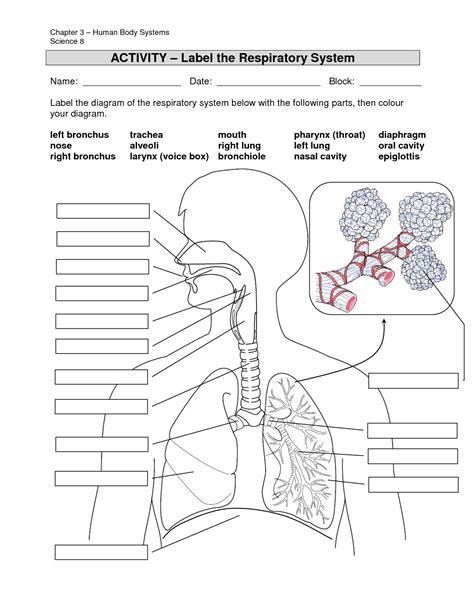 Human Respiratory System Worksheet With Grade 9 Respiratory Respiratory System Worksheet Grade 5 - Respiratory System Worksheet Grade 5