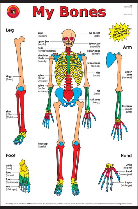 Human Skeletal System For Kids Products Know Yourself Skeletal System For 5th Grade - Skeletal System For 5th Grade