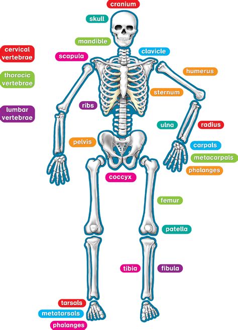 Human Skeletal System For Kids Teacher Made Twinkl The Human Skeletal System Worksheet Answers - The Human Skeletal System Worksheet Answers