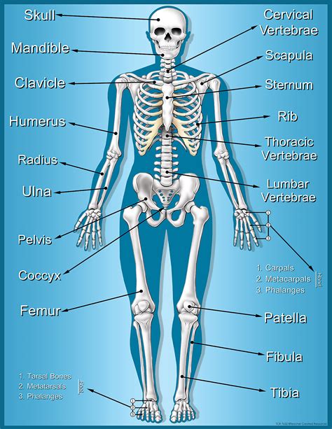 Human Skeletal System Sciencegeek Net Skeletal System Fill In The Blank - Skeletal System Fill In The Blank