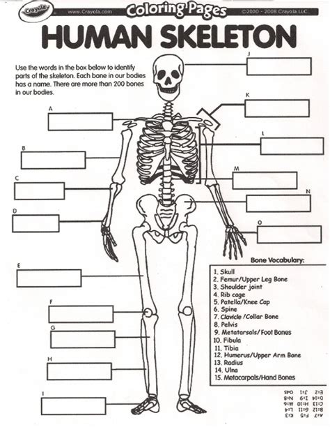 Human Skeletal System Worksheets 99worksheets Human Systems Worksheet - Human Systems Worksheet