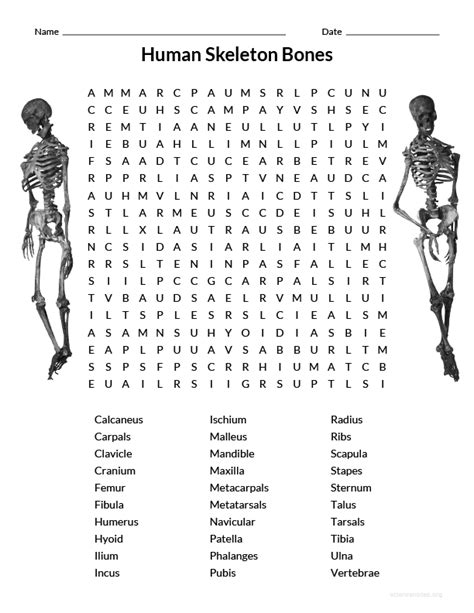 Human Skeleton Bones Wordsearch Fun Science Wordsearches Human Skeleton Worksheet Answers - Human Skeleton Worksheet Answers