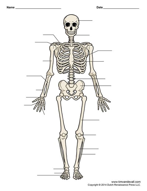 Human Skeleton Diagram Unlabeled Graph Diagram Human Body Organs Unlabelled - Human Body Organs Unlabelled