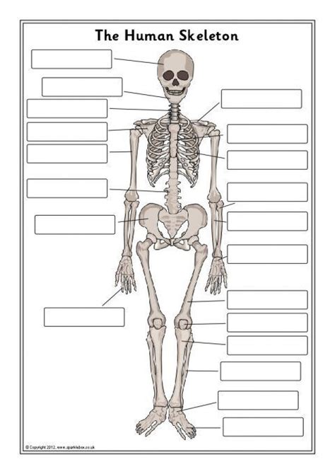 Human Skeleton Labelling Sheets Sb7889 Sparklebox Human Skeleton Labeling Worksheet - Human Skeleton Labeling Worksheet