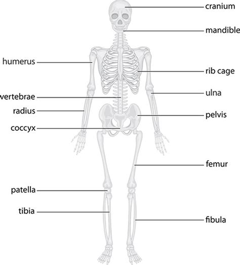 Human Skeleton Parts Functions Diagram Amp Facts Britannica Printable Diagram Of The Skeletal System - Printable Diagram Of The Skeletal System