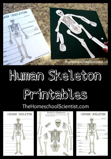 Human Skeleton Printables The Homeschool Scientist Skeletal System Fill In The Blank - Skeletal System Fill In The Blank
