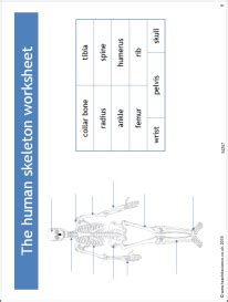 Human Skeleton Worksheet Ks3 Biology Teachit Human Skeleton Worksheet Answers - Human Skeleton Worksheet Answers