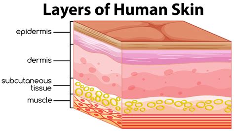 Human Skin Definition Layers Types Amp Facts Britannica Skin Science - Skin Science