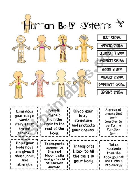 Human Systems Worksheet   Human Body Systems Worksheets For Kids - Human Systems Worksheet