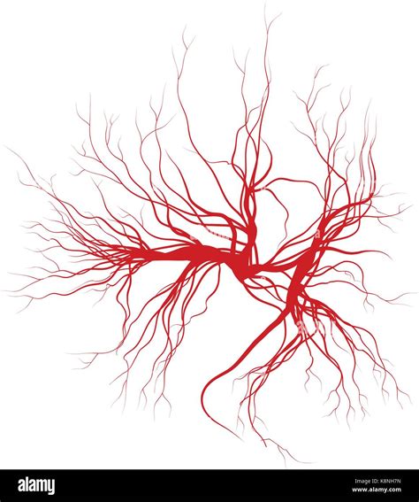 human veins, red blood vessels design. Vector illustration isolated on white background Stock
