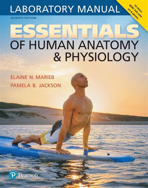 Full Download Human Anatomy And Physiology Marieb 9Th Edition Lab Manual 