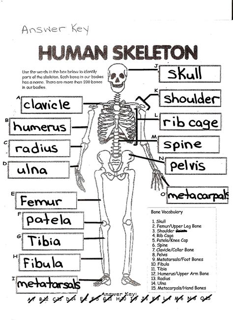 Read Online Human Anatomy Physiology Skeletal System Worksheet Answers 