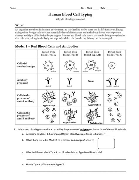 Full Download Human Blood Cell Typing Pogil Answer Key 