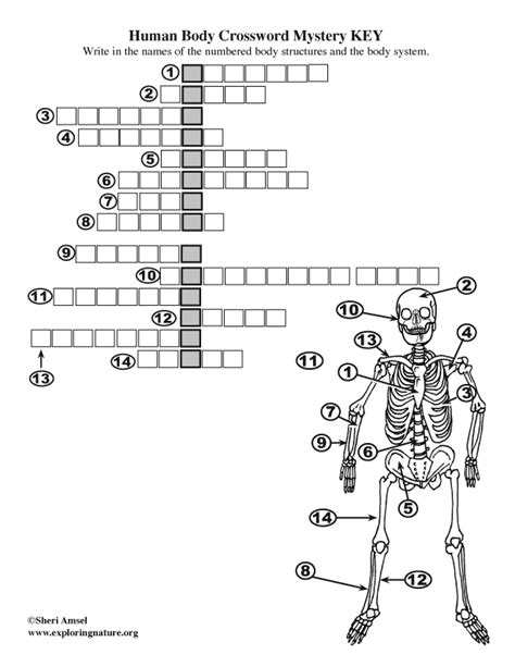 Full Download Human Body Crossword Puzzle Answers 
