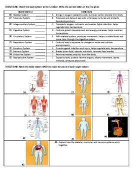 Read Human Body System Review Packet Answers 