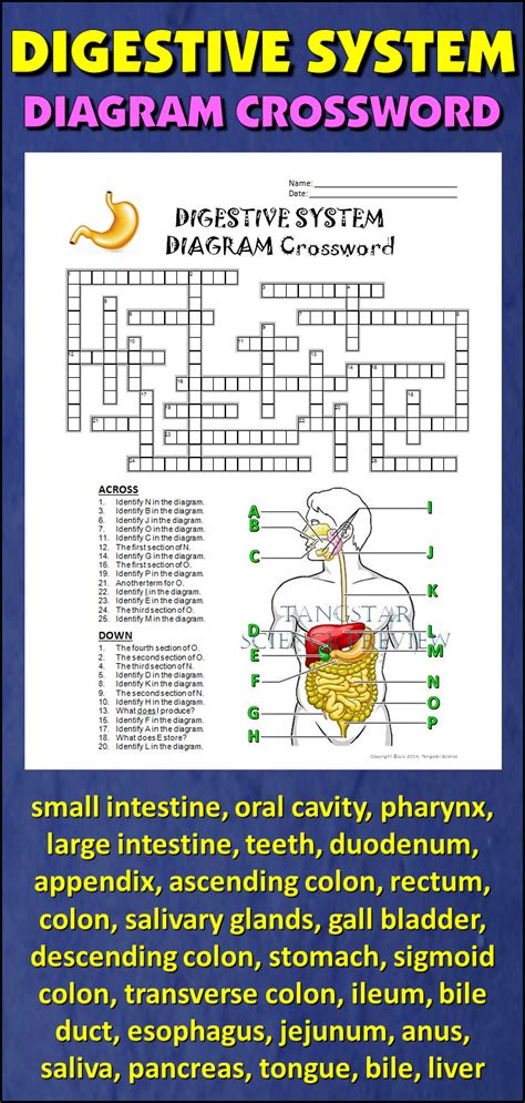Read Online Human Digestive System Crossword Puzzle Answers Instructional Fair Inc 