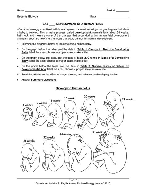 Full Download Human Fetal Development Lab Answers 
