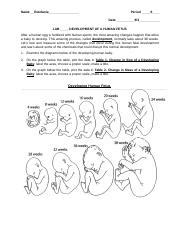 Full Download Human Fetal Development Lab Answers 