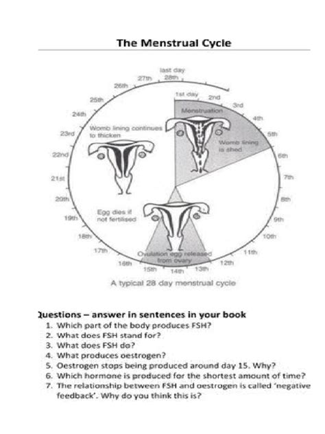 Read Human Menstrual Cycle Lab 31 Answers Pdf Download 