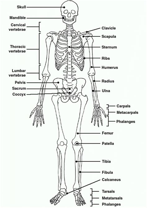 Download Human Skeletal System Biology If8765 Answers 