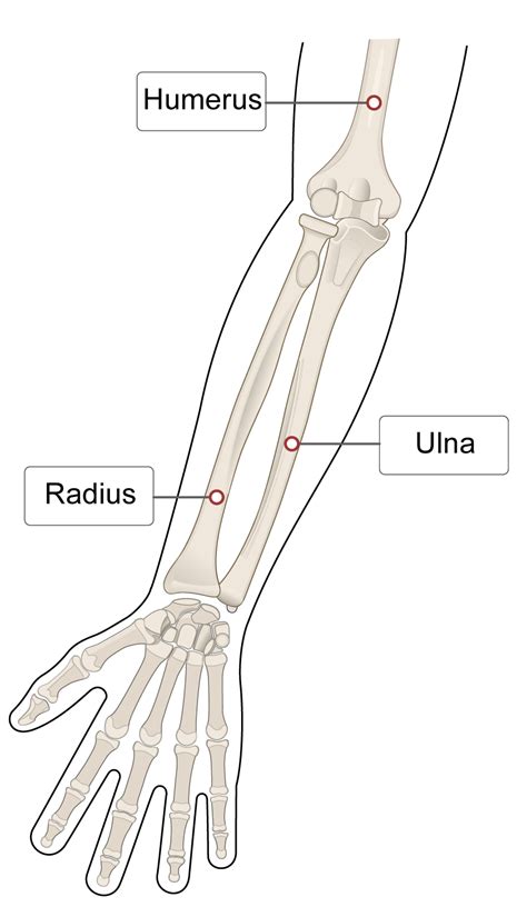 Humerus Radius Ulna