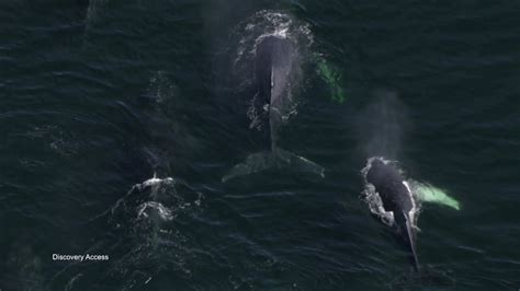 Humpback Whale Numbers Fall 20 But Scientists Arenu0027t The Science Of Fall - The Science Of Fall