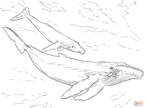 Humpback Whales Free Printable Coloring Page Humpback Whale Coloring Pages - Humpback Whale Coloring Pages