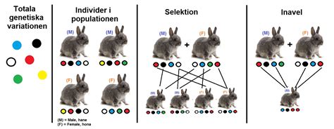 hund genetisk variation utarmning föreläsning