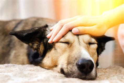 hund hat fieber und ist schlapp