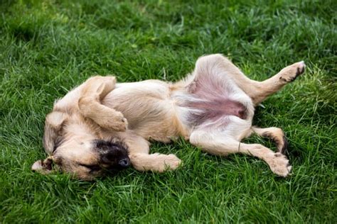 hund hat geschwollene scheide