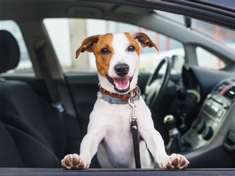 hund im auto