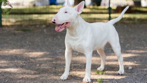 hund med intryckt nos