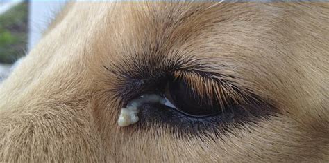 hund näsa tumör