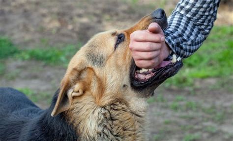 hund nimmt hand ins maul abgewöhnen