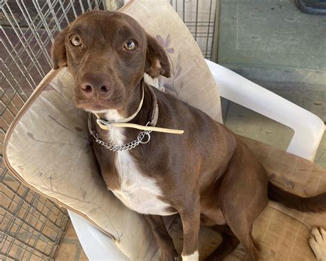 hundar adoption spanien