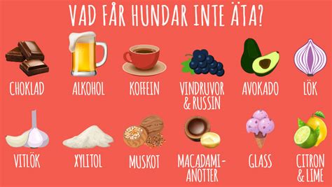 hundar inte äta