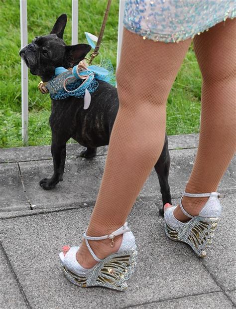 hunde prostituierte