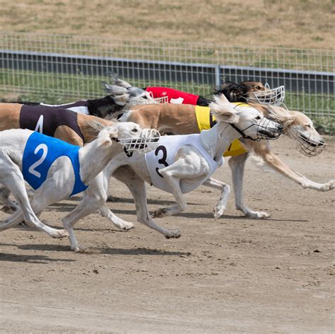 hunderennen online wetten bqwn