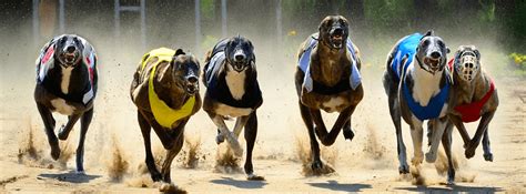 hunderennen online wetten xxsu