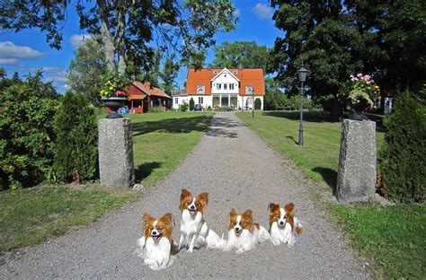 hundkurser vallentuna