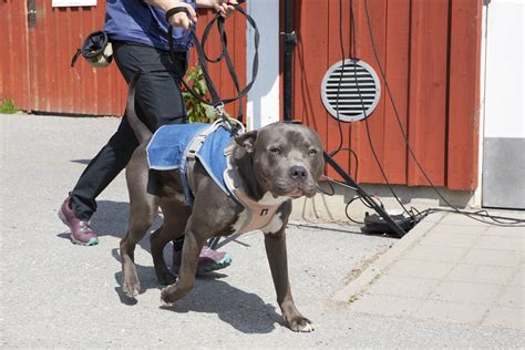 hundstallet åkeshov