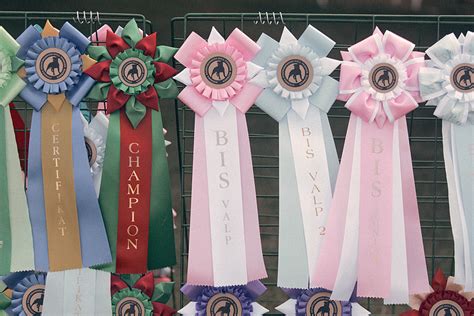 hundutställning priser