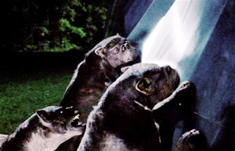 Hunger Games Mutts